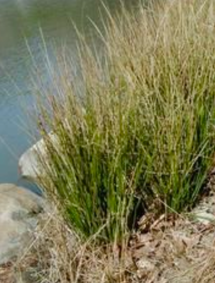 Rush Grass