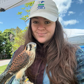 The Smallest Falcon