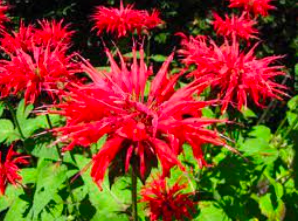 Beebalm