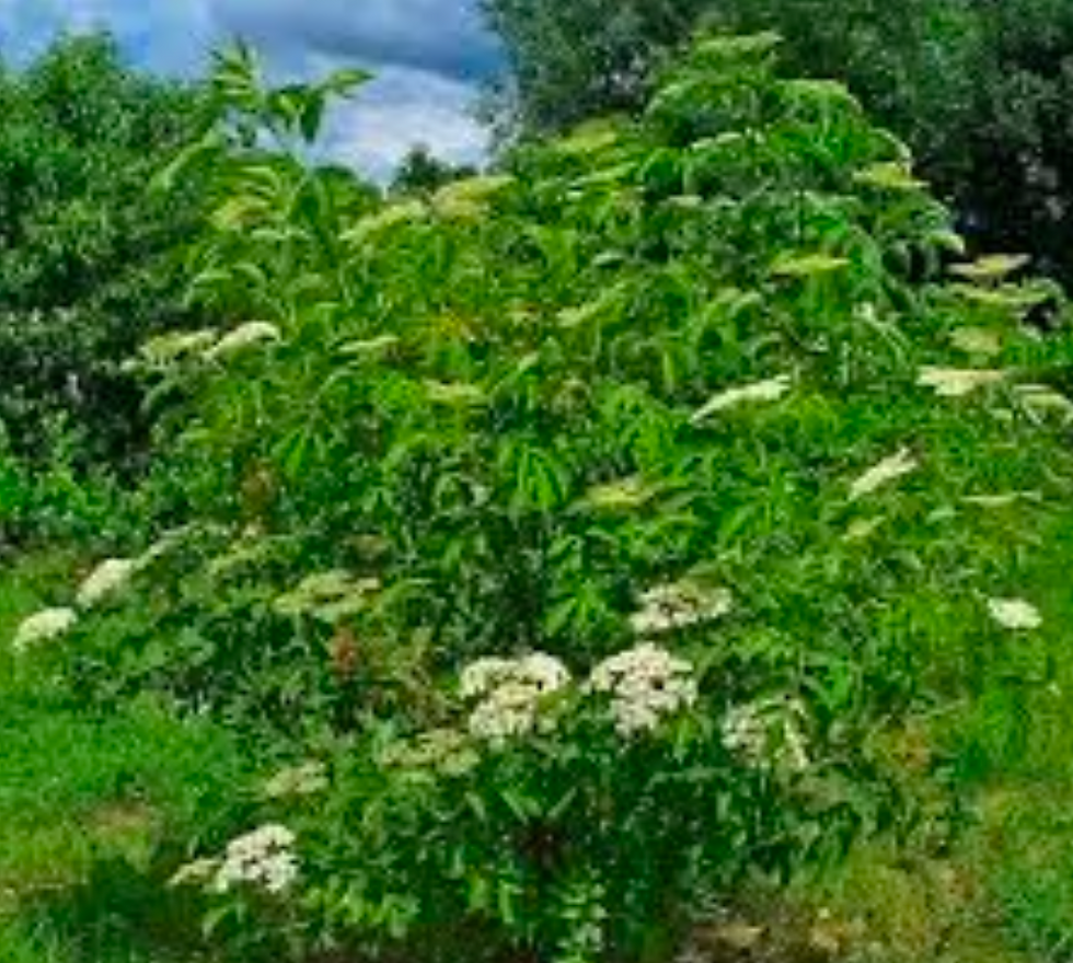 Elderberry