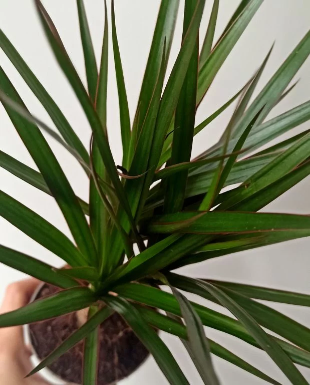 dracena.webp