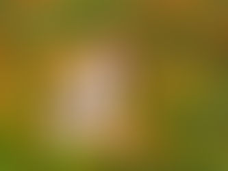 🌸 Frühling im Körper – warum jetzt die Zeit ist, zurück in Balance zu kommen