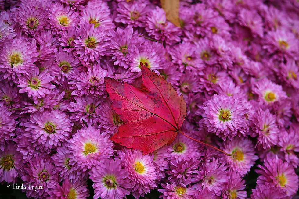 A beautiful Contrast-web.jpg