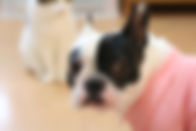 犬