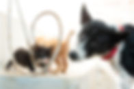 犬と猫