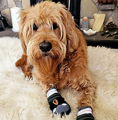 Labradoodle, dogs respond well to animal healing, book a session at Synergy Energetics Animal Healing