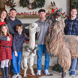 Family dressed for the holidays next to a Christmas alpaca and llama