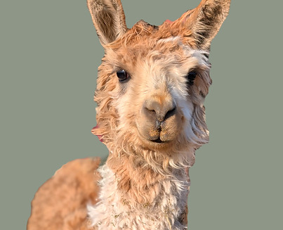 PXL_20250304_211233555_edited_edited_edi