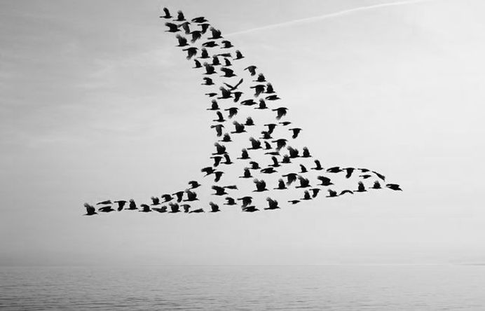 640_oiseaux2.jpg