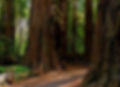 Disabled Hikers Group Hike: Henry Cowell Redwoods State Park