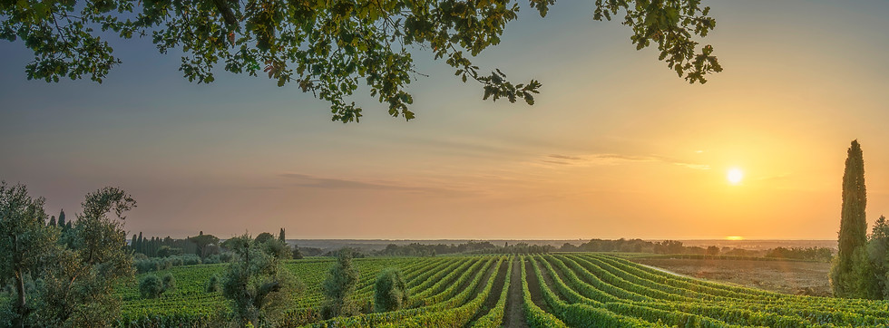 Scenic view of perfectly aligned vineyards in Bolgheri at sunset Oak branch framing the la