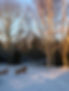 Dog Friendly grounds.jpg