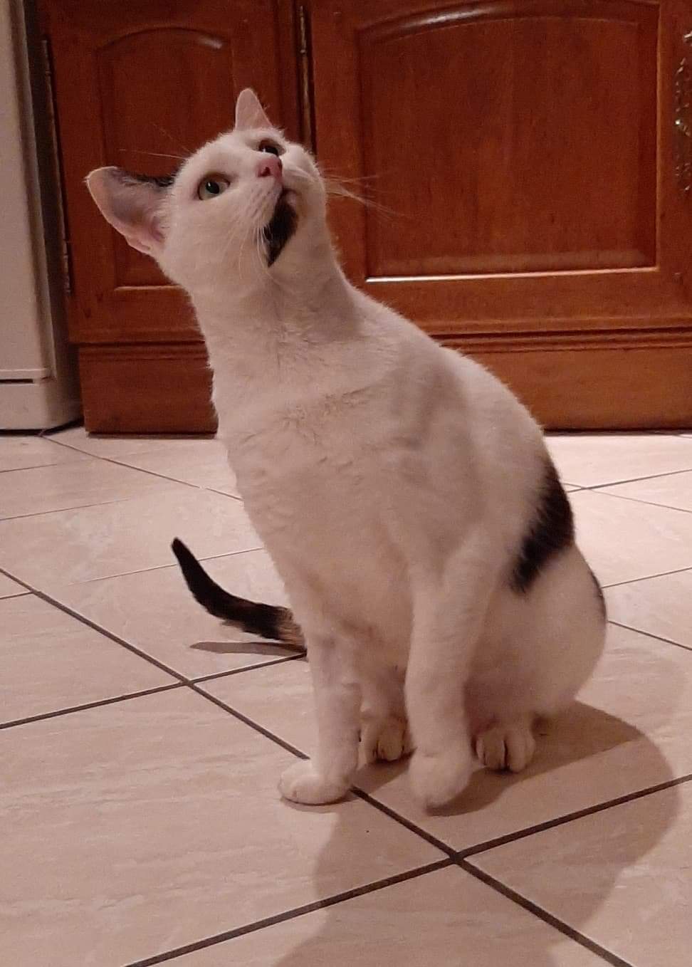 Câline
