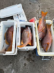 IMG_0867.JPG