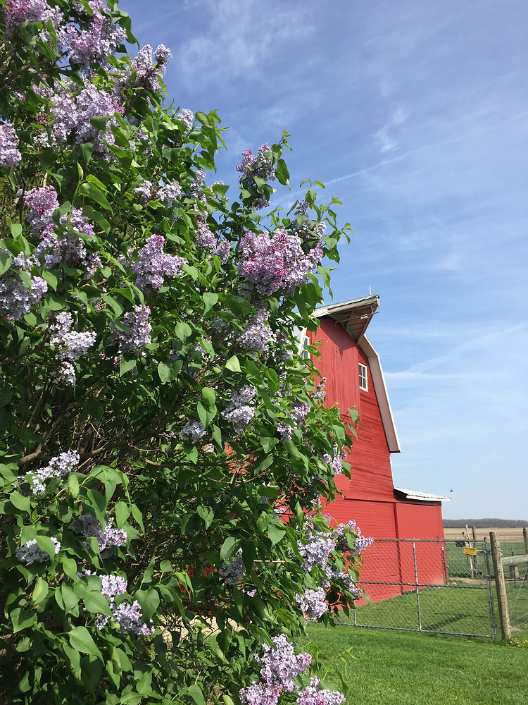 Lilac Farm Rillington Lilacs