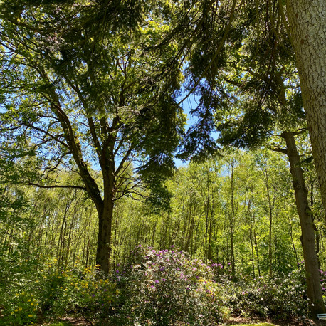 Dappled Light