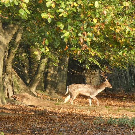 Deer heading back into the woods