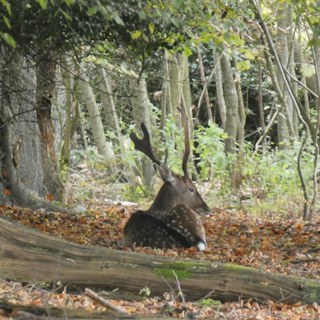 Resting Stag