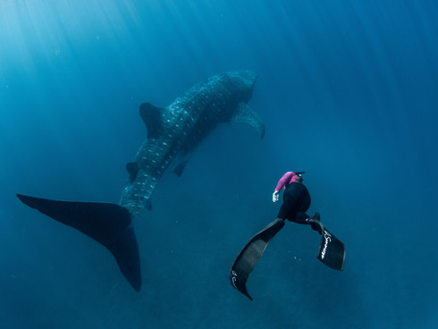 whalesharktail.jpeg