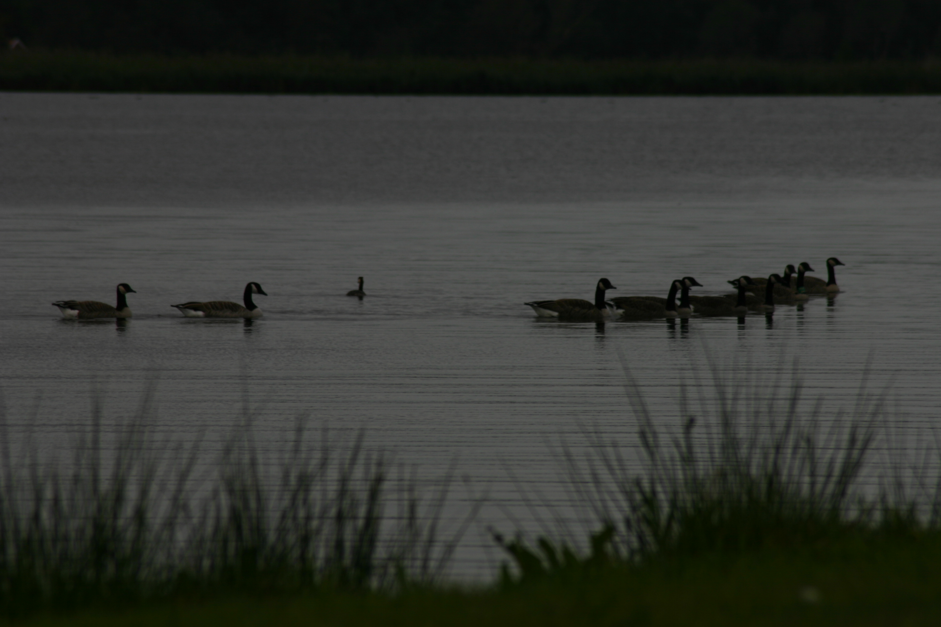 Meer zwemmers