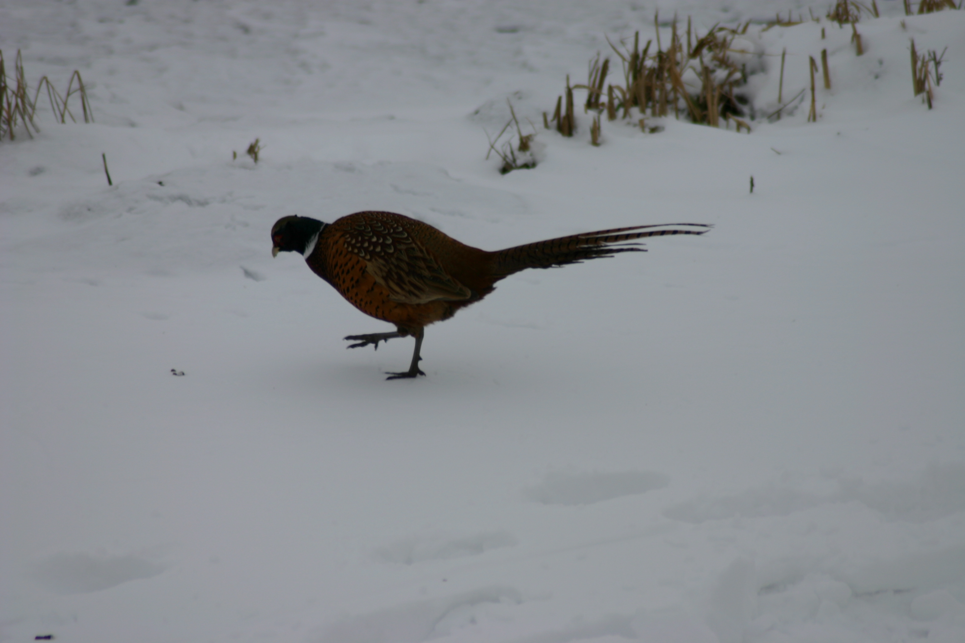 Winter brengt natuur dicht bij huis