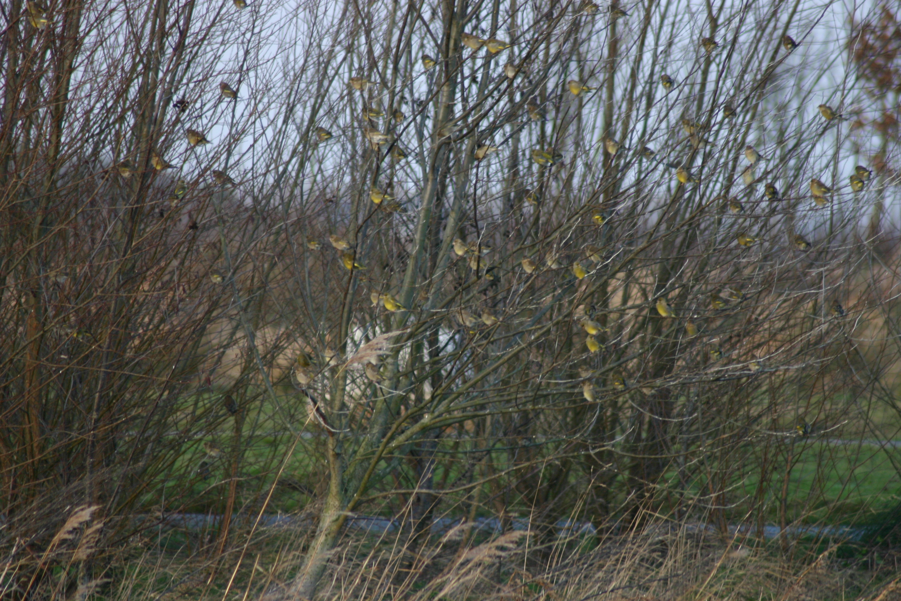 Verzamelen in de winter