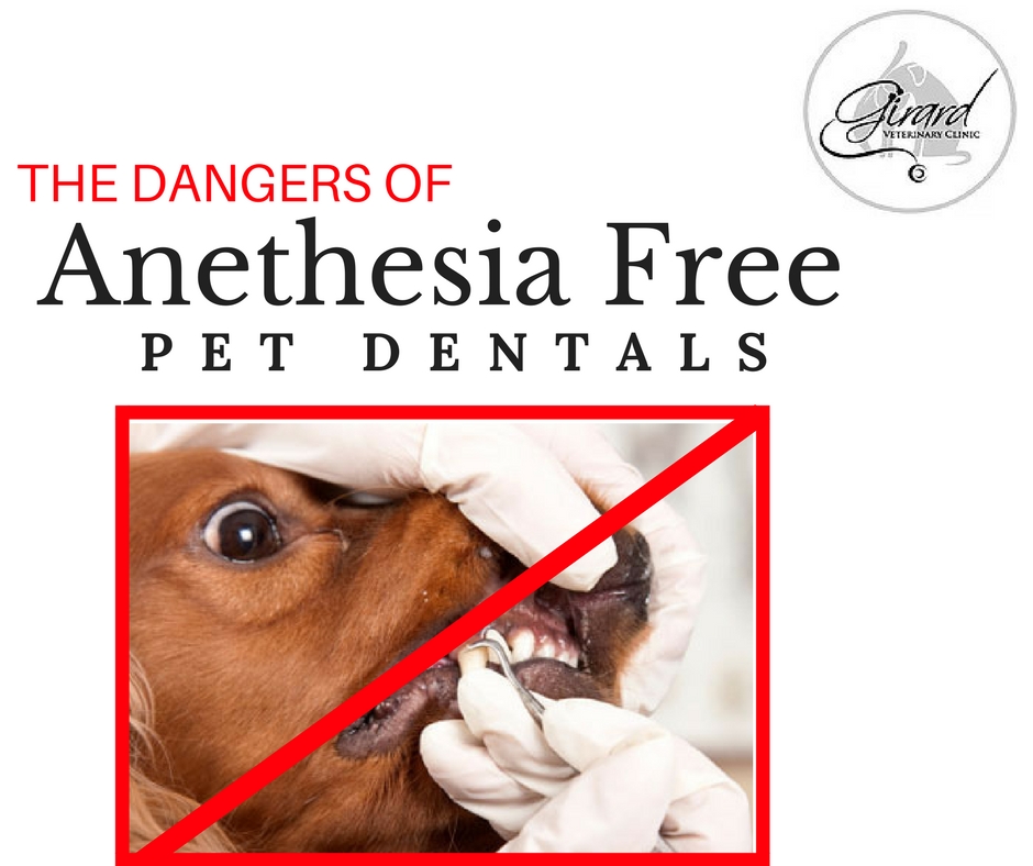 What is anesthesia risk 2 for dogs sosdis