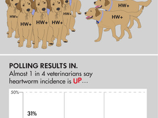 Important Facts about Heartworm