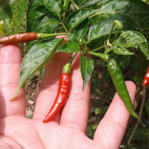Som Tam - Thai Papaya Salad Recipe