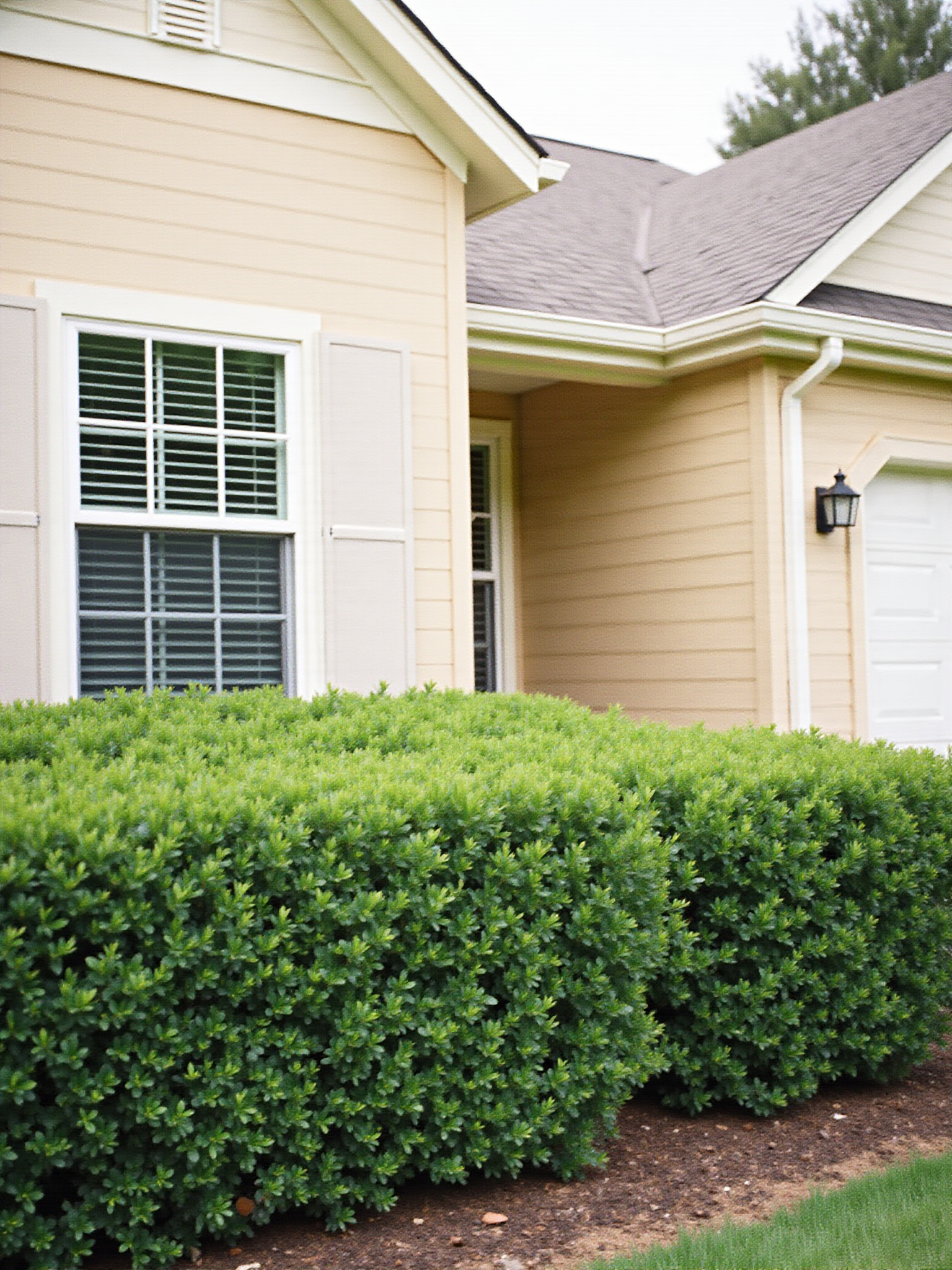 exterior of beige house with white trim and green shrubs below front windows