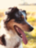 MicrosoftTeams-image (1).png