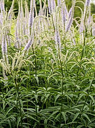 Tall Culver's root flowers in The Canopy Garden.
