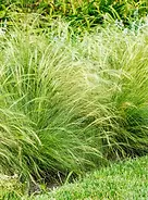 Lush ornamental grasses in The New Beginnings Garden