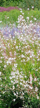 Gaura Lindheimeri