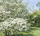 Cornus Kousa