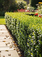 Euonymus Greenspire