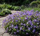 Geranium Rozanne