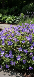 Lush purple geraniums blooming in The Estate Garden.
