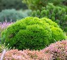 Lush green rounded shrub in a garden with pink flowers