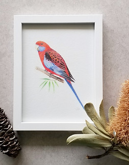 rosella framed.jpeg