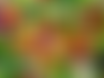 Why we should eat more vegetables