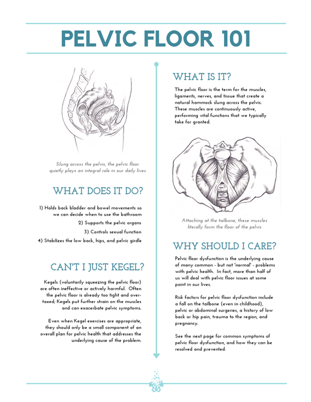 Pelvic Floor 101 What Is The Pelvic Floor