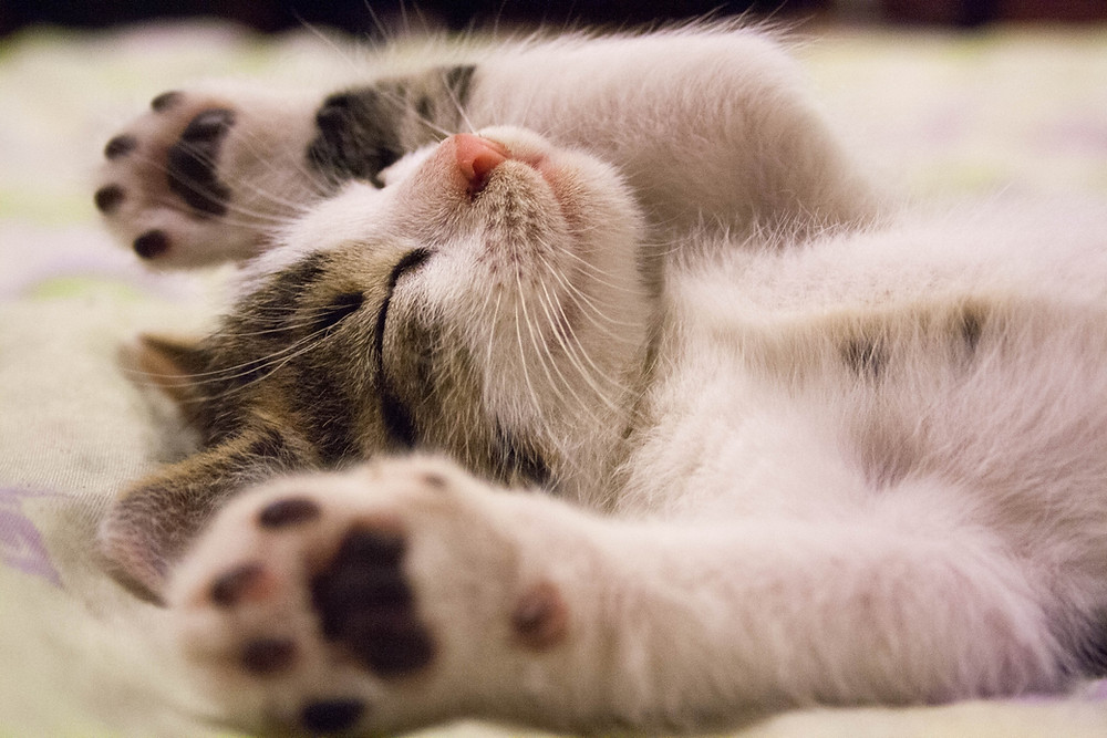 Prioritize Sleep During the Holidays