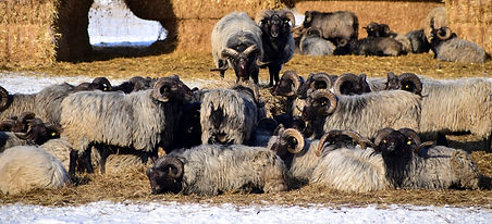 sheep-1978327_1920.jpg