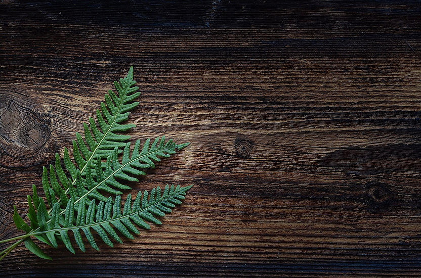 fern-1250903_1920.jpg