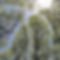 identite_olfactive_bio