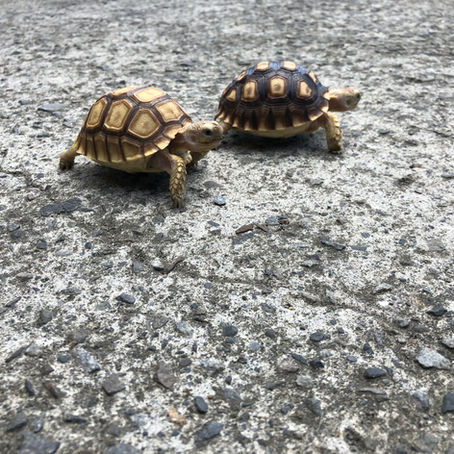 養龜守則：每天看天吃飯