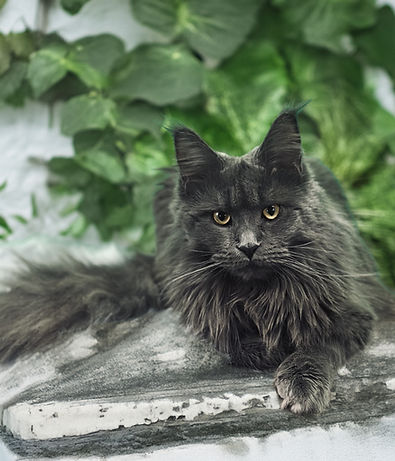blue maine coon cat
