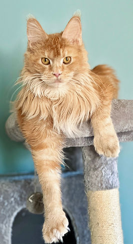 Maine Coon cat lounging on cat tree