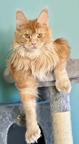 Maine Coon cat lounging on cat tree